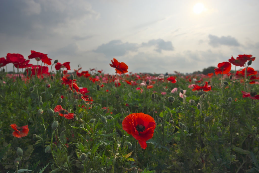 小貝川のポピー　弐