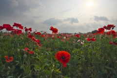 小貝川のポピー　弐