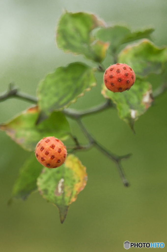 ヤマボウシの実
