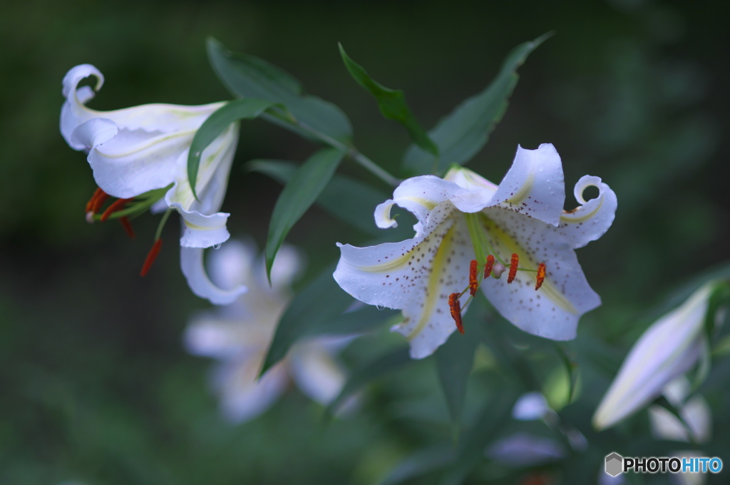 ヤーマユリは～　♪♪　は