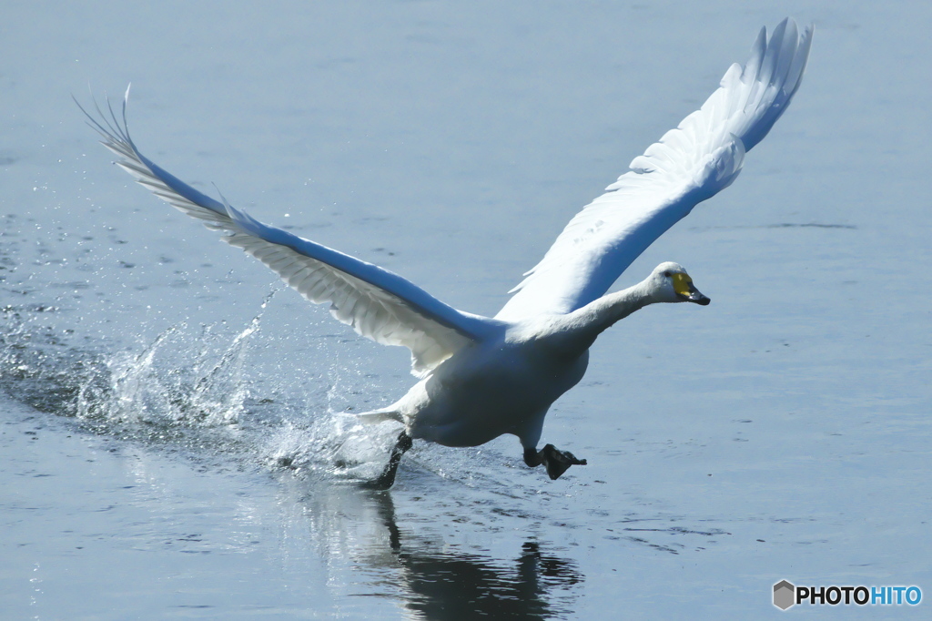 北へ帰る白鳥達