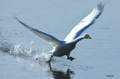 北へ帰る白鳥達