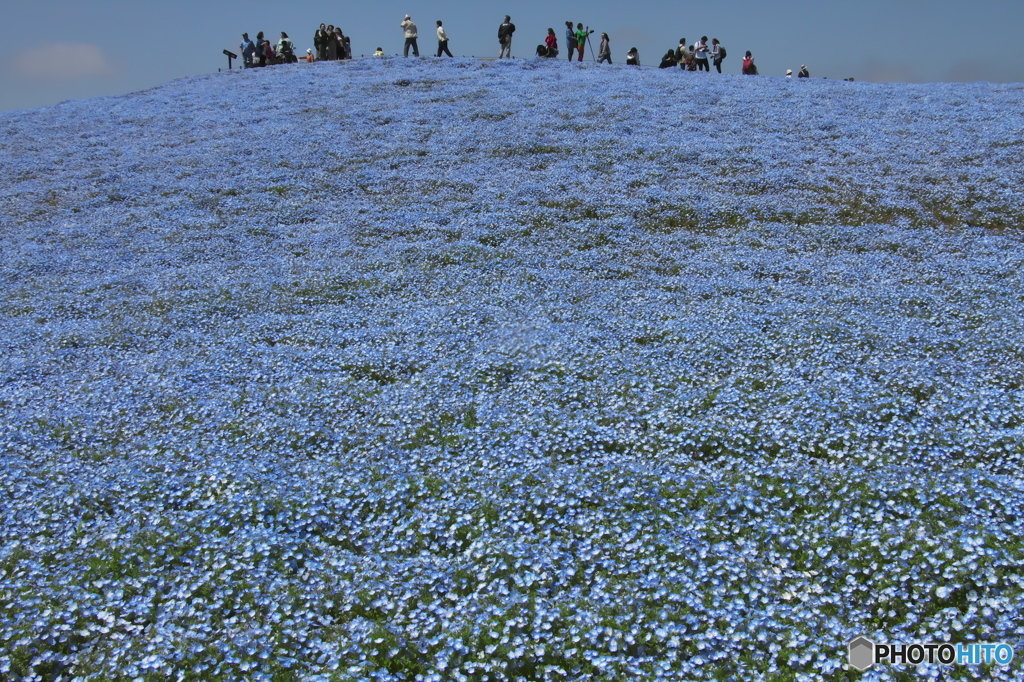 ちっちゃいはながいっぱい　(^^♪