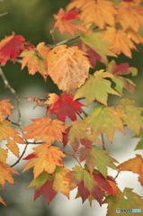 紅葉
