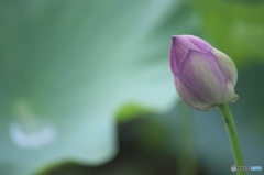 親水公園の蓮 イ 親水公園の蓮 イ