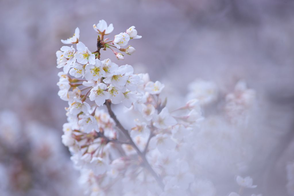桜満開薄墨桜　弐