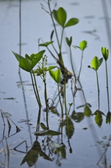 観音沼の遅い春　Ｂ