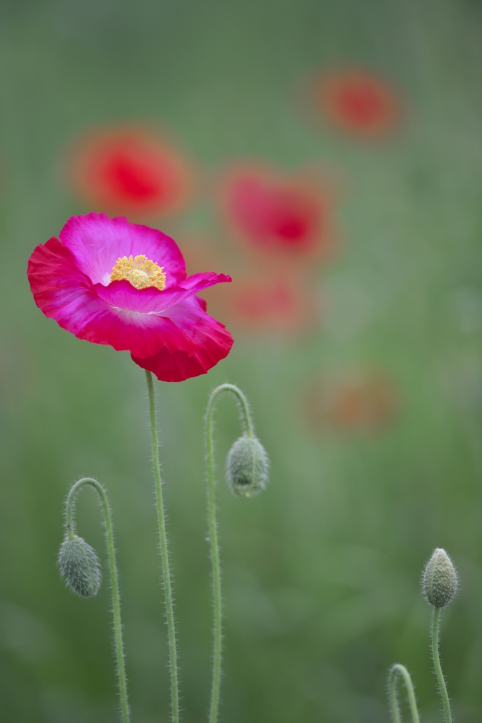 河川敷に咲くポピー　四