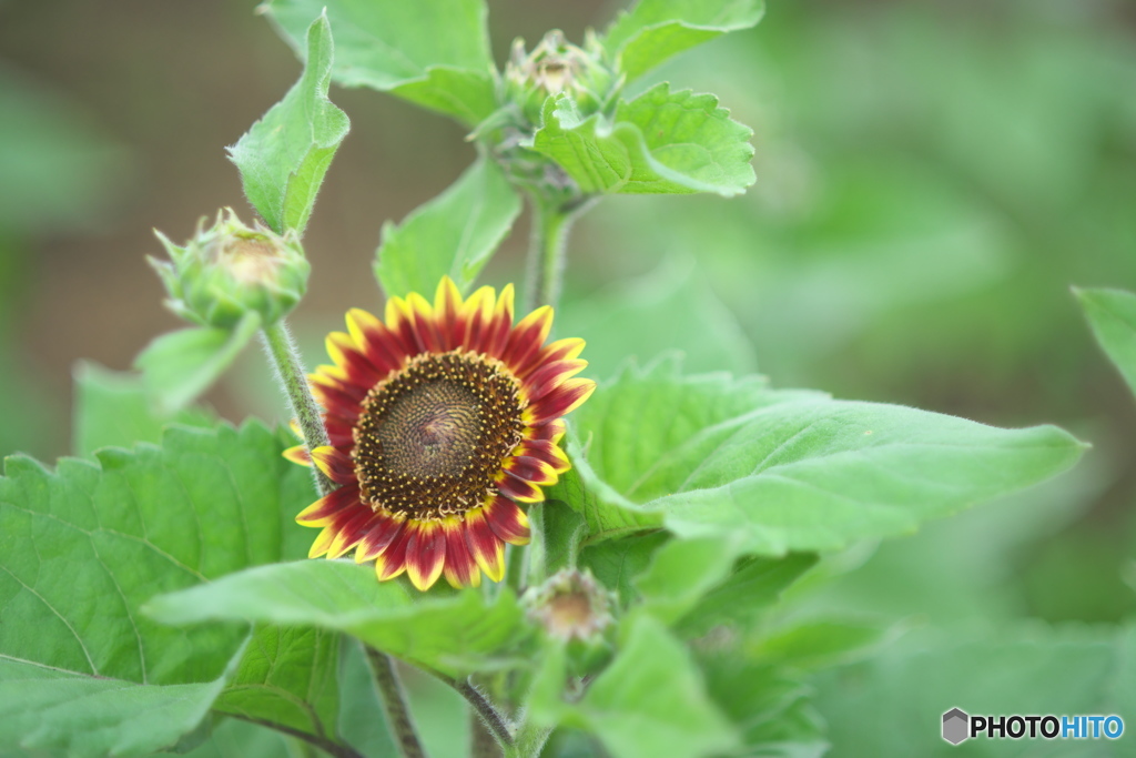 ヒマワリ祭り　弐