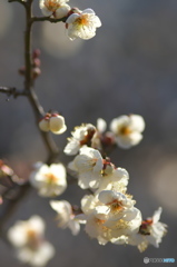 山方町の白梅