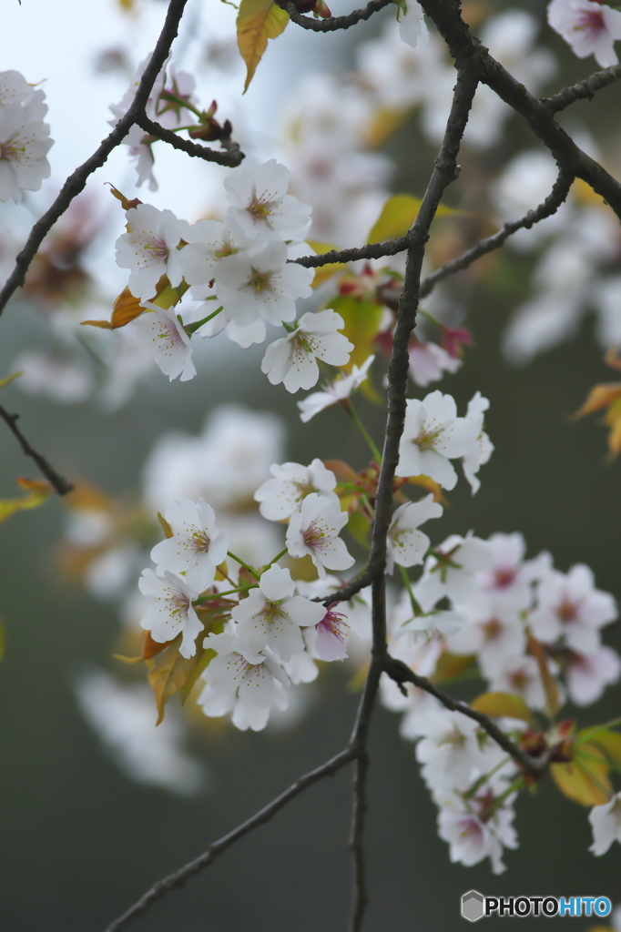 桜川の桜