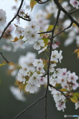 桜川の桜