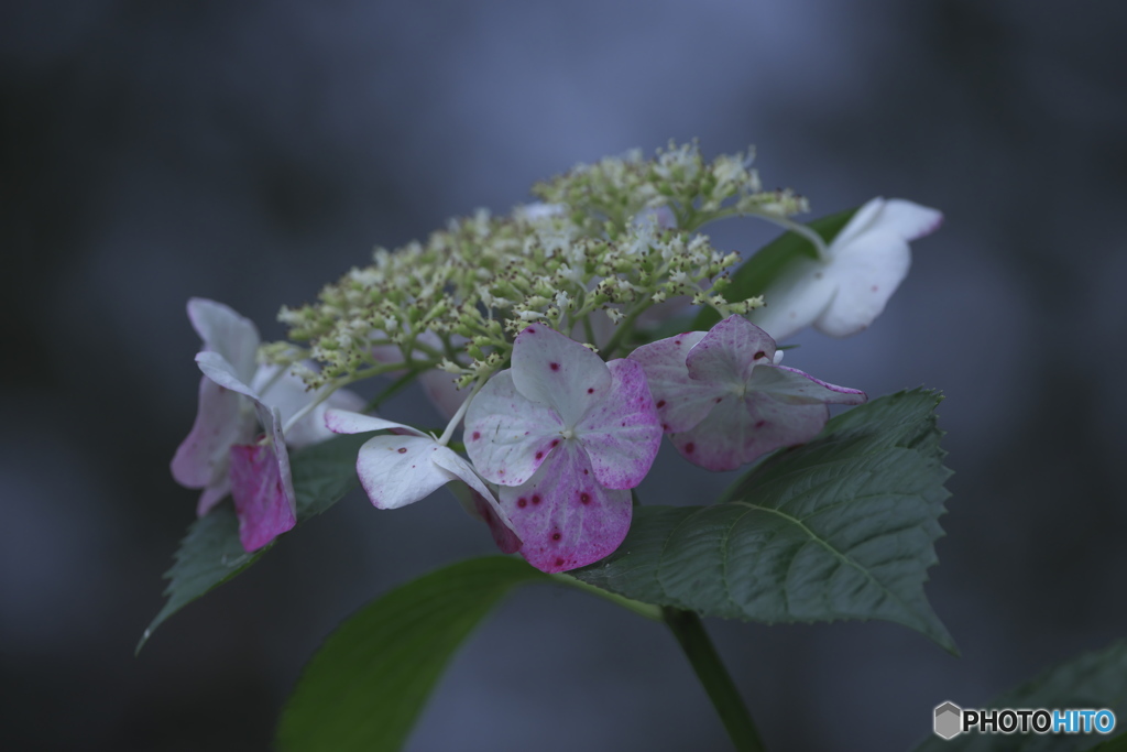 夏の花　紫陽花　四