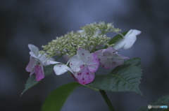 夏の花　紫陽花　四