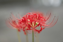 お寺の彼岸花