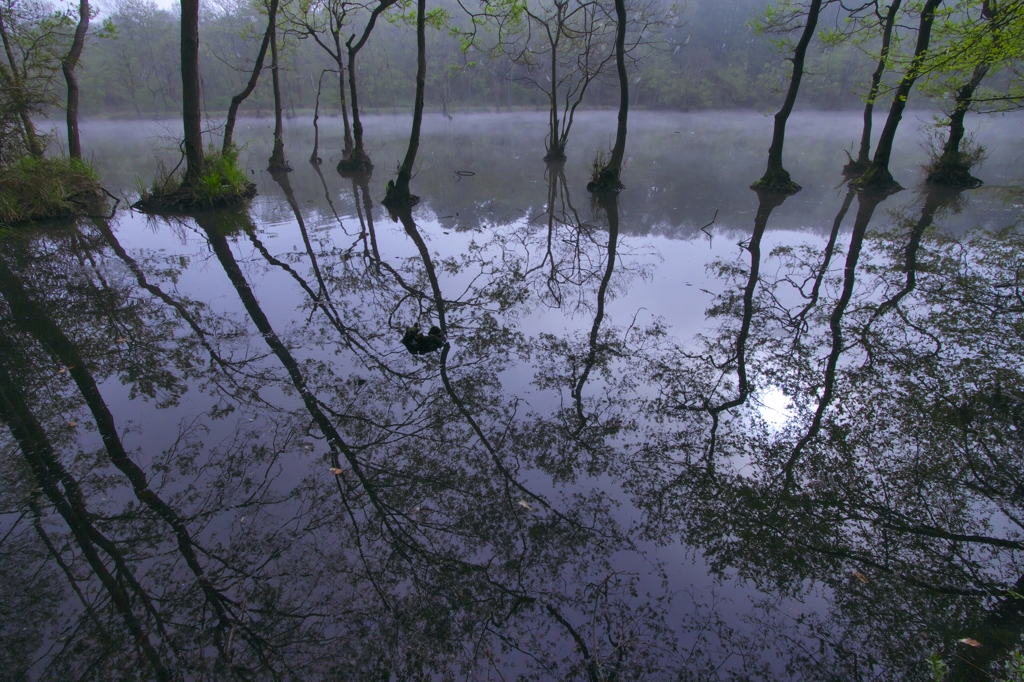 霧の公園