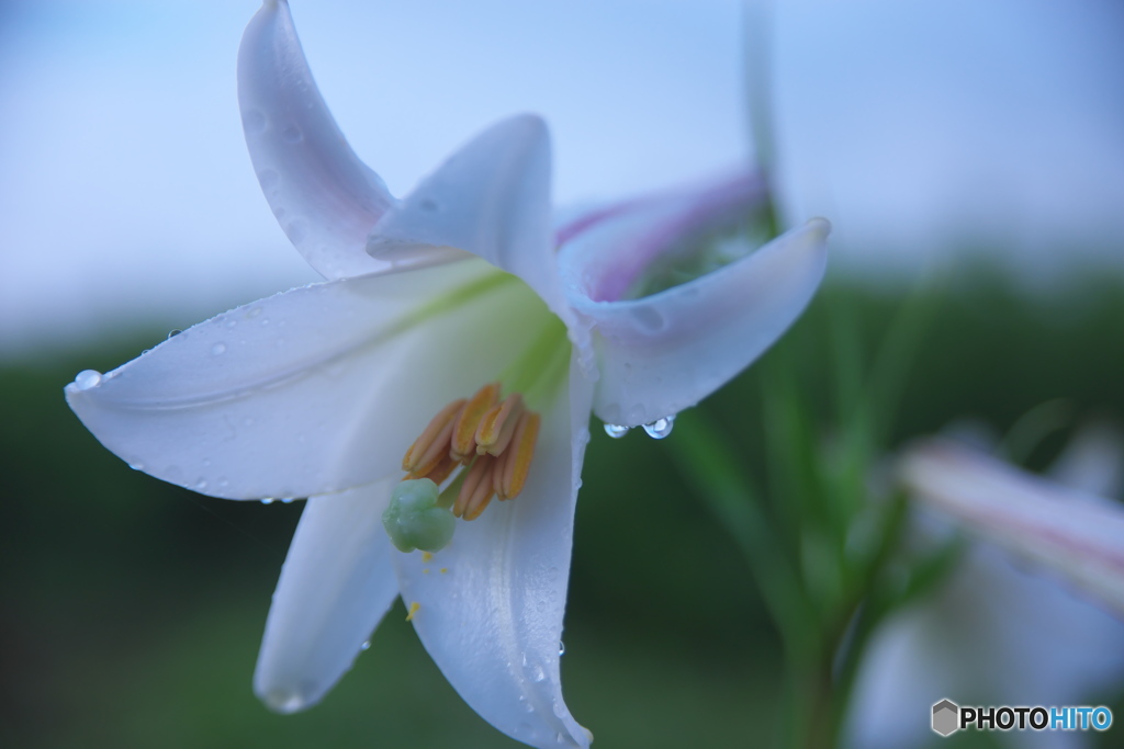 タカサゴユリ　♪♪