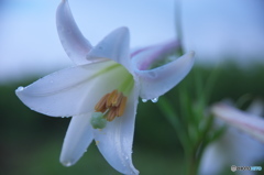 タカサゴユリ　♪♪