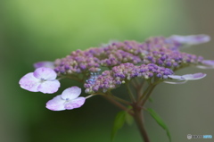 雨引観音の紫陽花　に