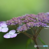 雨引観音の紫陽花　に