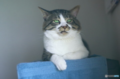 プリンター　占領中