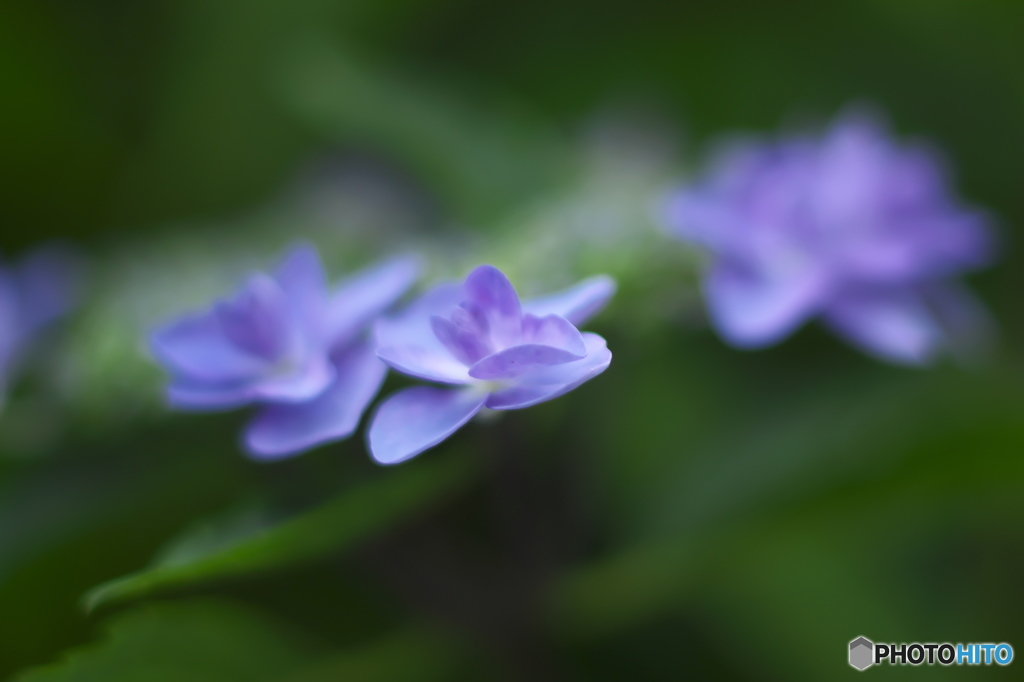 古いAFレンズで撮った紫陽花　弐