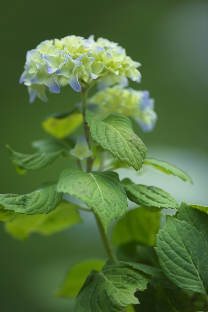 雨引観音楽法寺のアジサイ　Ⅱ