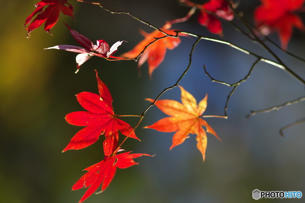 公園の紅葉