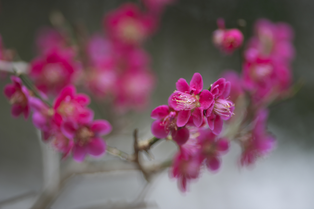 近くのお寺の花　七