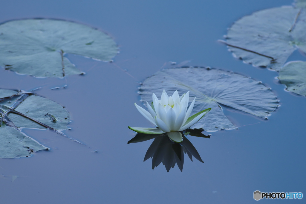 水の綺麗な湧水沼の睡蓮　は