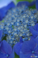 庭の紫陽花