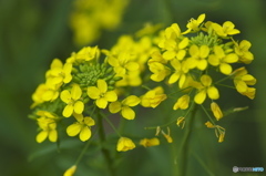 近くのお寺の菜の花
