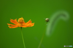 路傍の花　　い