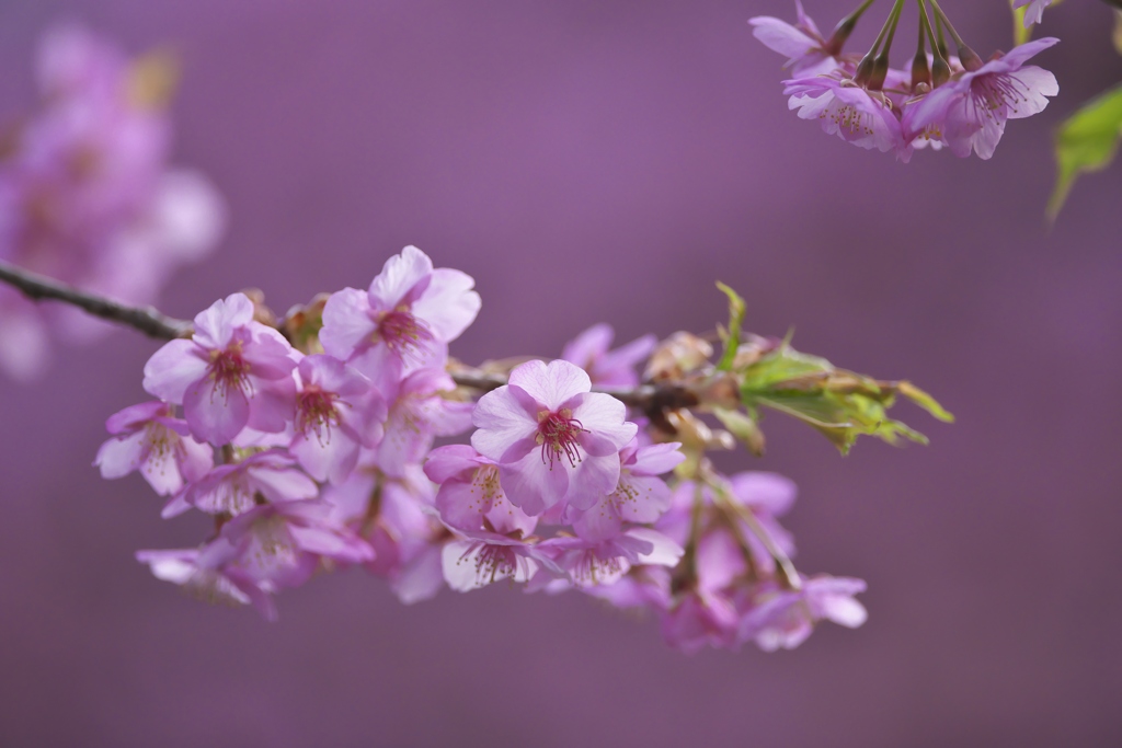 雨引観音樂法寺の桜　(　に　)