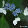 古いAFレンズで撮った紫陽花　Ⅱ