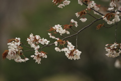 桜川の桜　ろ