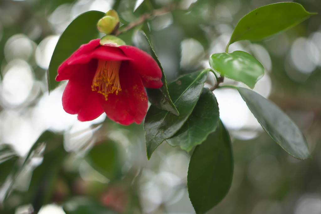 広角で撮った椿