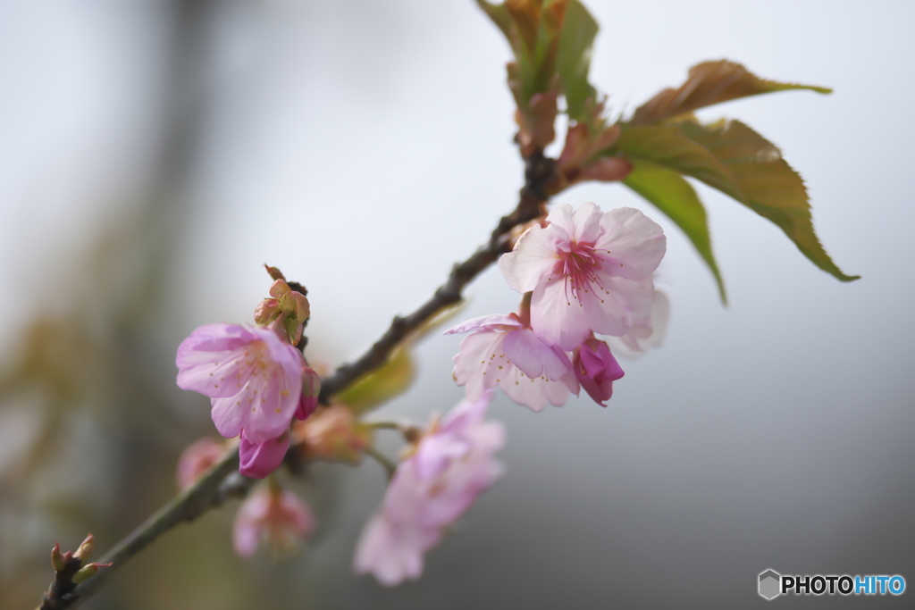公園の桜