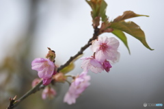 公園の桜