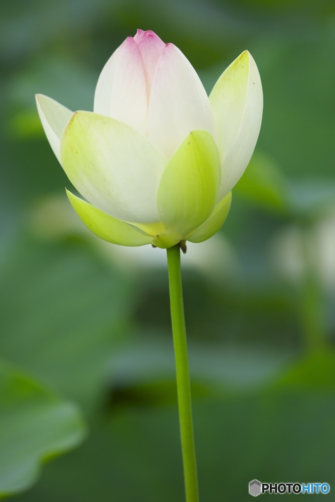 澤観音寺のハス　a