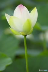 澤観音寺のハス　a