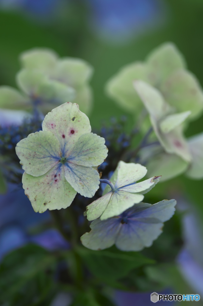 紫陽花　　ロ