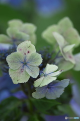 紫陽花　　ロ