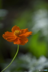 路傍の花　　ろ