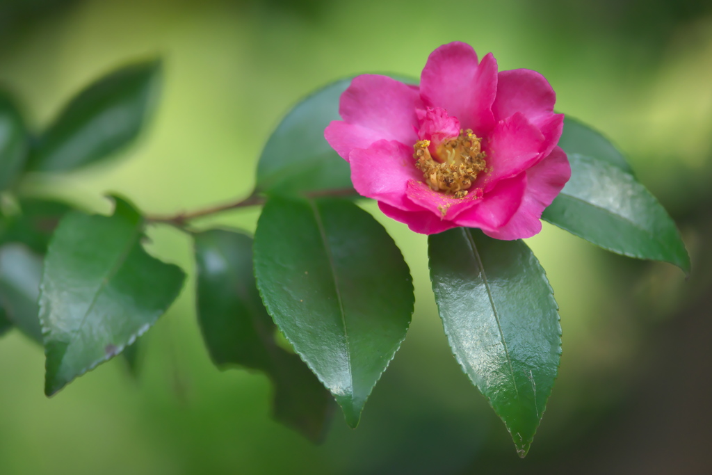 公園の山茶花