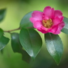 公園の山茶花