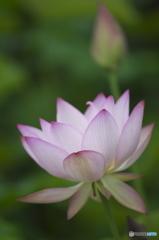 休耕田に咲く蓮　　い