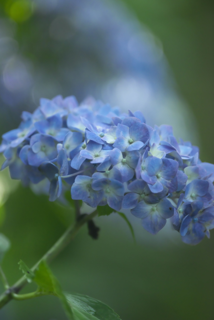 紫陽花　は