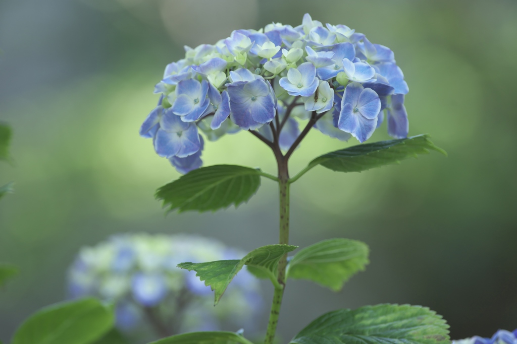雨引観音楽法寺の紫陽花　は