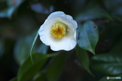 公園の山茶花